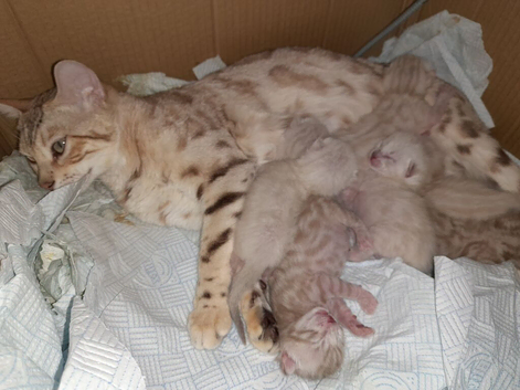 Snow kits... fantastic!