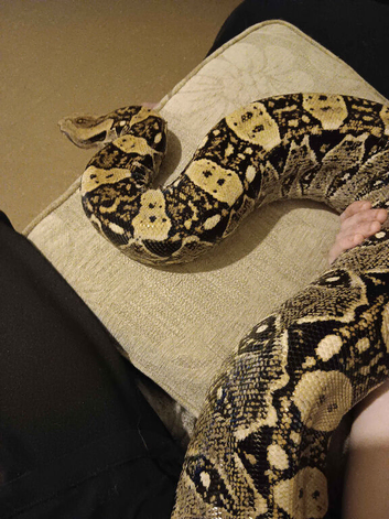 male boa and 5ft bioactive setup