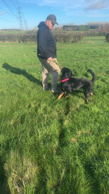 Rottweiler