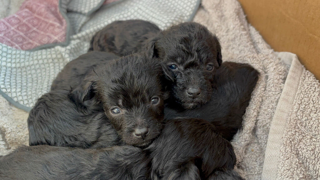 Jackapoo puppies