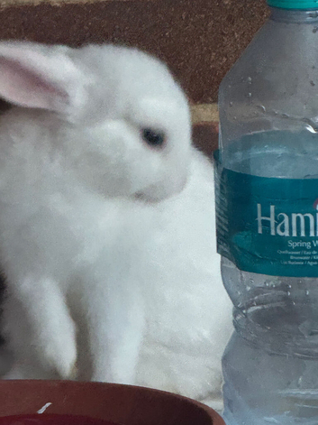 Two male bunnies