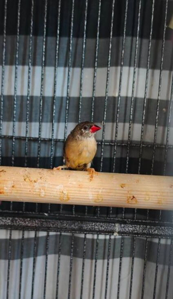 Strawberry finch