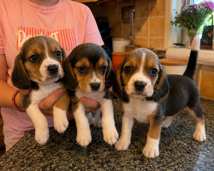 Full chunky beagles