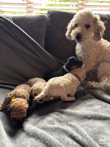 Toy poodle puppies for sale
