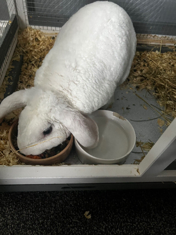 1 Year 9 Month White Rabbit