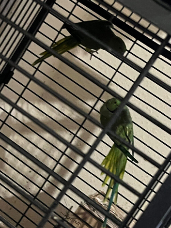 Indian ringneck breeding pear &pound;349