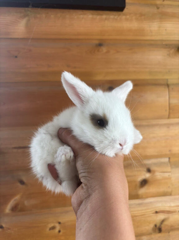 Beautiful Purebred Mini Lop Babies &mdash; Ready to Reserve!