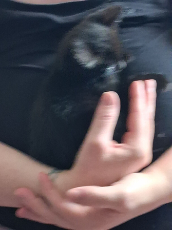 Pure black kittens