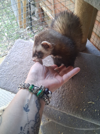Hob ferret