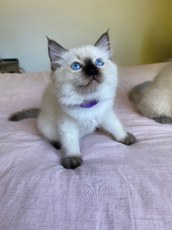 Pure Ragdoll Kittens