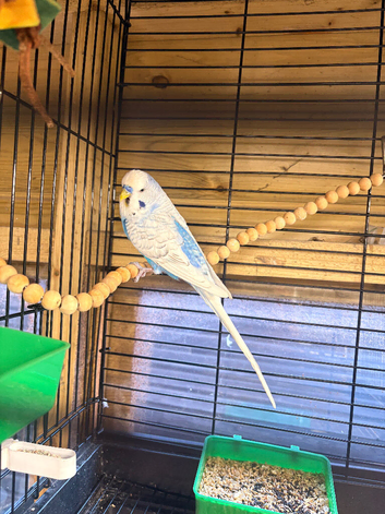 Sky Blue Male budgie