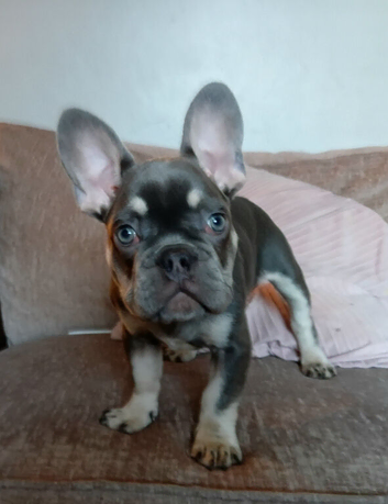 French Bulldog Boy