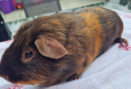 Adult Satin Boar