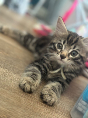 Kittens 8weeks