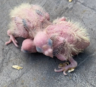 Pearl baby cockatiel for reservation
