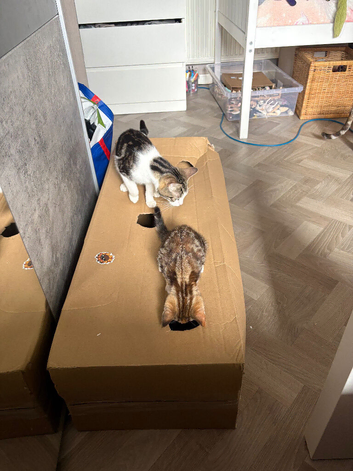 Two female kittens ready to go