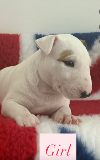 Quality bull terrier puppy&rsquo;s