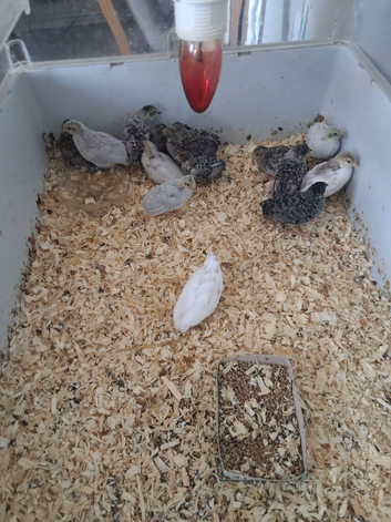 17 button quail