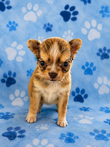 Long haired chihuahua