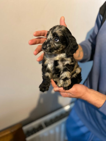 Stunning litter of cockapoo&rsquo;s ready to leave soon