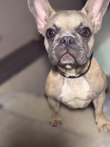 6.5 month old Girl puppy- Forever home needed