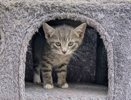 Kittens for Sale 9 weeks old