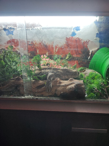 8 year old bosc monitor lizard