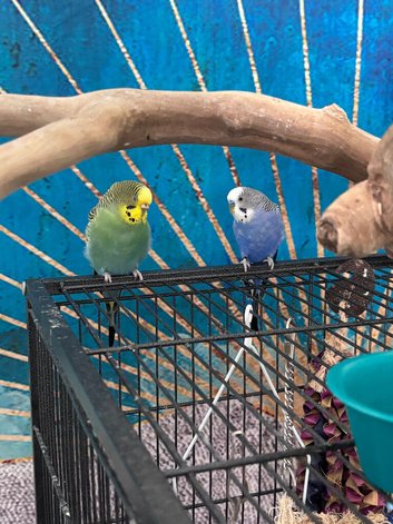 2 budgies