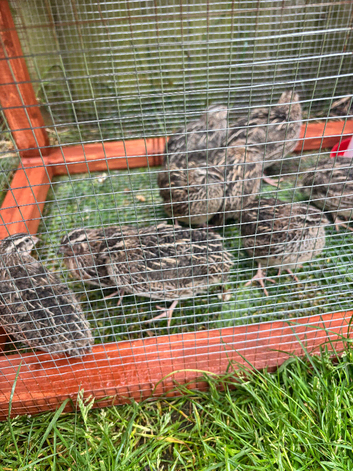 Coturnix quail.  Chicks