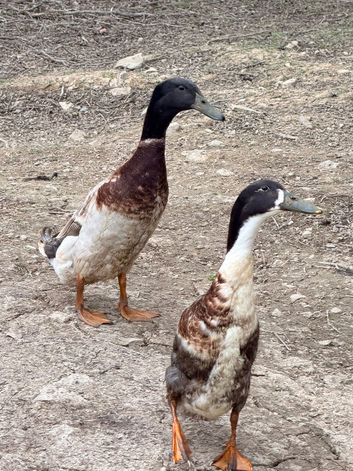 3 Indian Runner Drakes