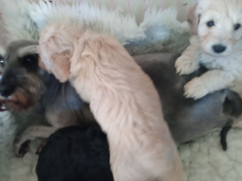 Only the one little boy currently not adopted