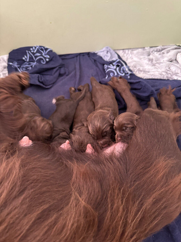 Cocker spaniel puppies