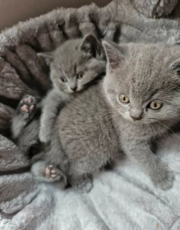 Stunning Full pedigree BSH KITTENS
