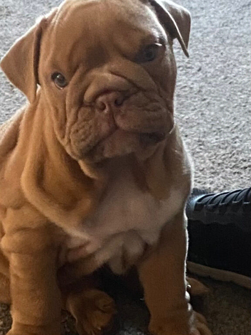 Stunning English bulldog