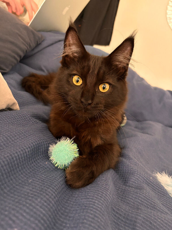 5 months old male Main coon cross ragdoll