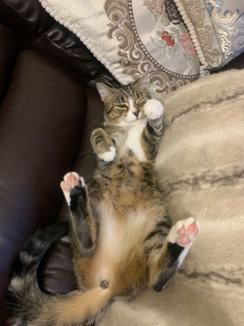 Zola domesticshorthair