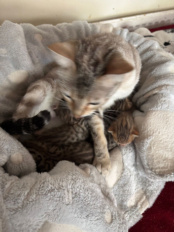 Stunning brown spot kittens