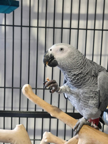 African grey 11 months