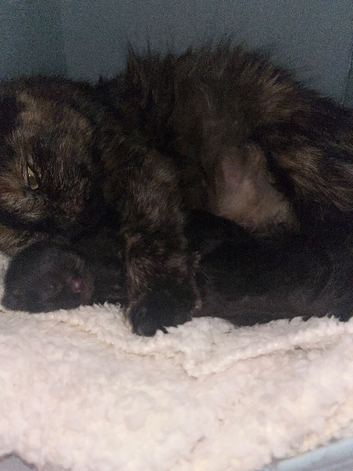 2 gorgeous fluffy British long hair kittens