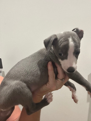 Beautiful pedigree whippet puppies