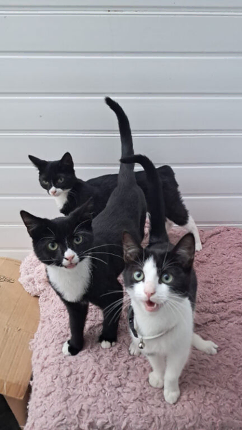 kittens