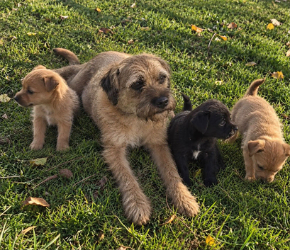 Border terrier x Staffordshire puppies for sale