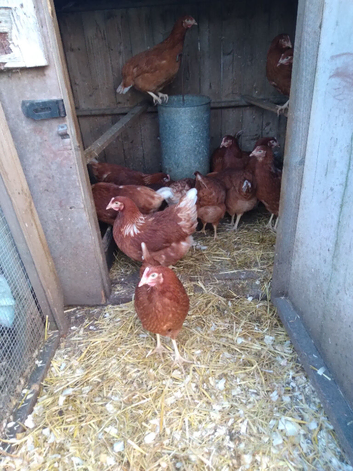 Point of lay hens.