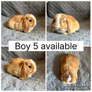 2 beautiful baby mini lops ready to reserve!