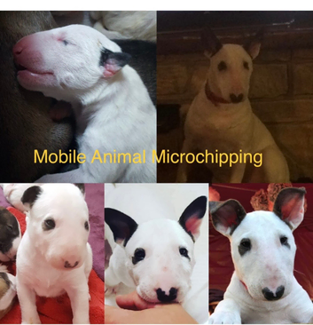 Dog and cat microchipping