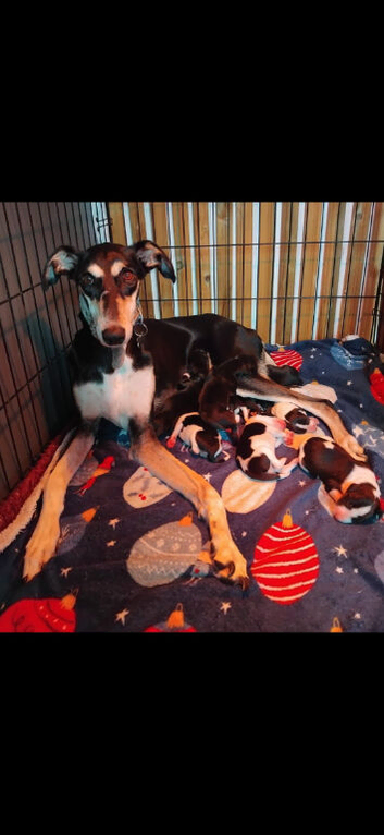 Lurcher x whippet