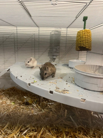2 male gerbils