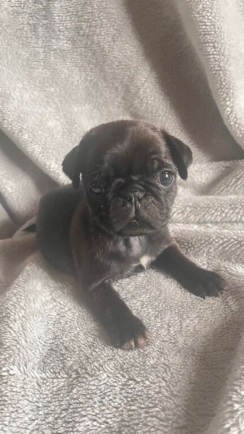 Stunning KC registered pug puppies