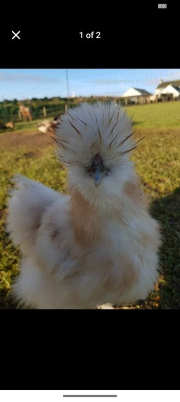 Bearded silkies hatching eggs