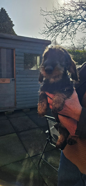 Wirehair Dachshunds